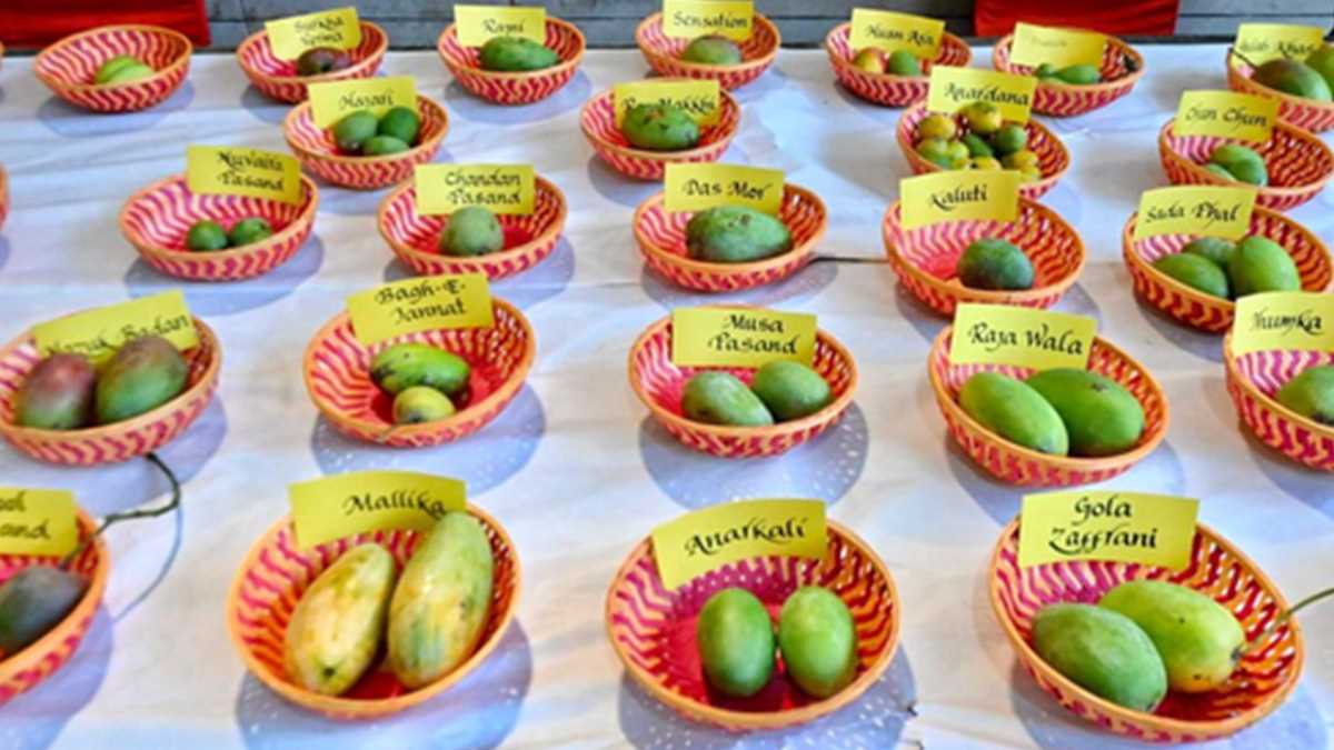 दिल्ली मैंगो फेस्टिवल, अंगूर से लेकर जंबो साइज तक के आम